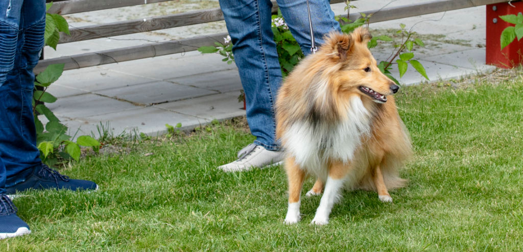 Hund står på gräsmattan